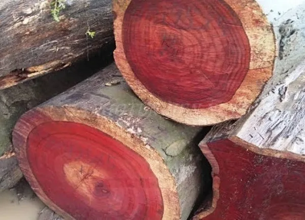 Gỗ hương đỏ Việt Nam với màu đỏ thẫm và vân gỗ đẹp