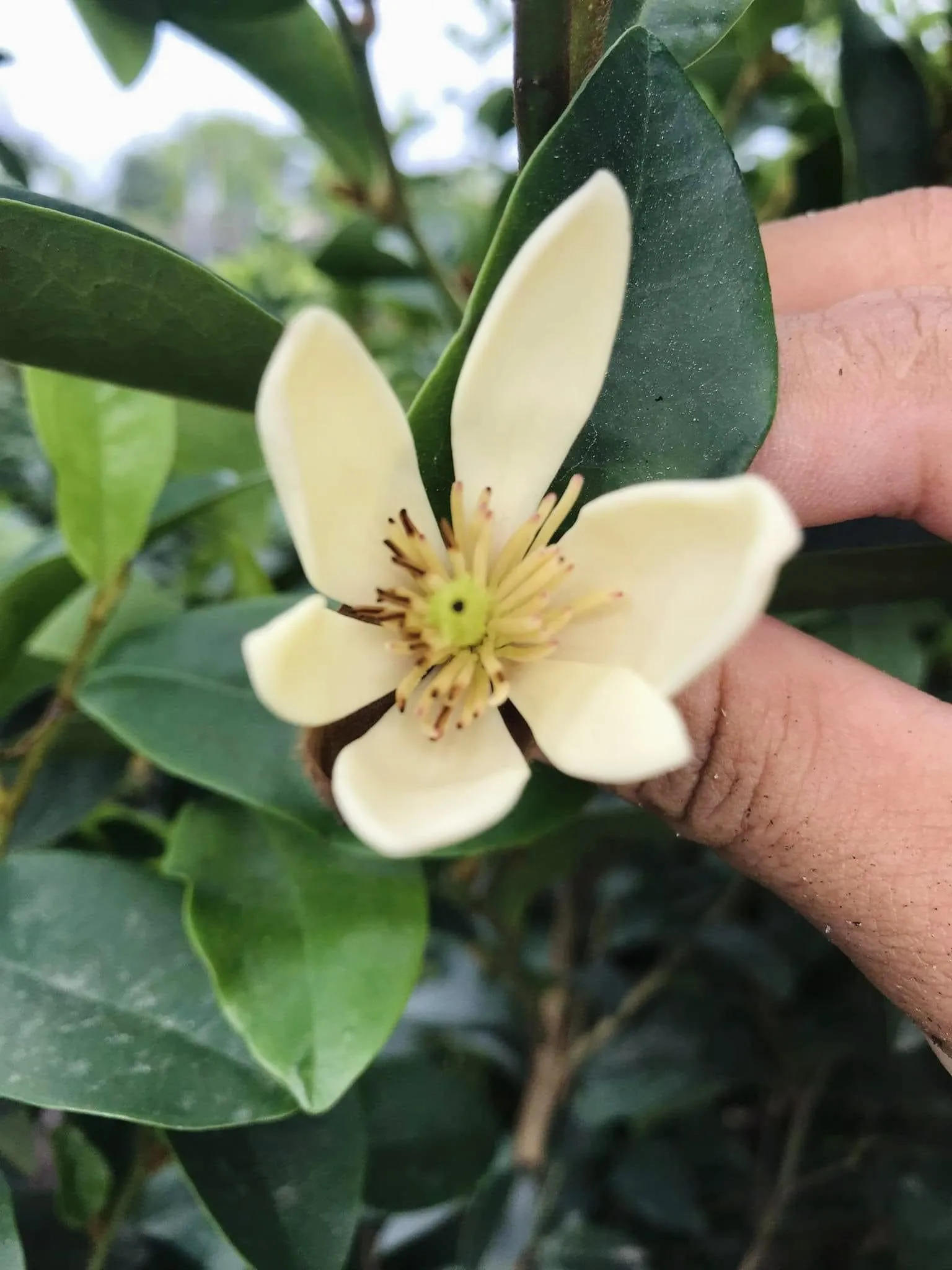 Những bông hoa lan tiêu chuẩn bị được thu hái để làm trà