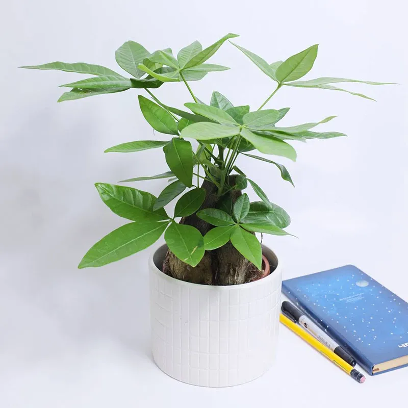 Thân cây kim ngân hình xoắn mang ý nghĩa gắn kết bền chặt giữa các nhân viên trong công ty