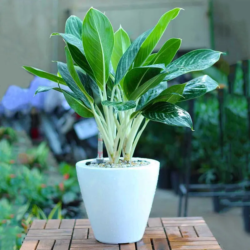 Cây Bạch Mã Hoàng Tử là chậu hoa để bàn làm việc phù hợp với người mệnh Kim, giúp thúc đẩy tài vận thăng tiến