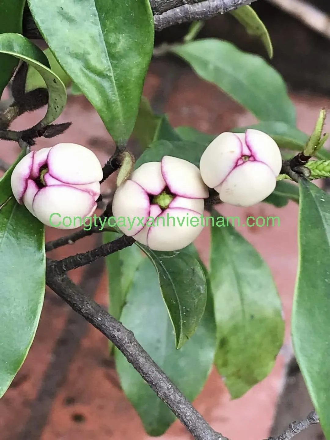 Kỹ thuật chăm sóc nụ hoa lan tiêu chuẩn bị nở rộ