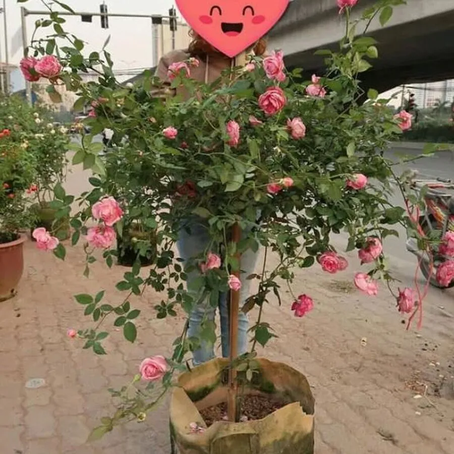 Hồng cổ Sapa tree rose sở hữu vẻ đẹp kiêu sa thoát tục giữa không gian sân vườn