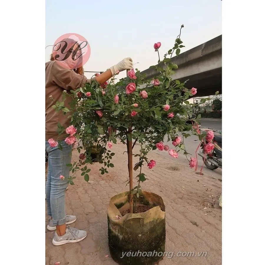 Hồng cổ sapa cây cao 1,5m với thân gỗ chắc chắn và tán lá xanh mướt