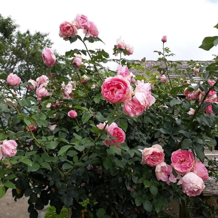 Vườn hoa hồng cổ Sa Pa rực rỡ sắc màu trong ánh nắng vàng rực rỡ