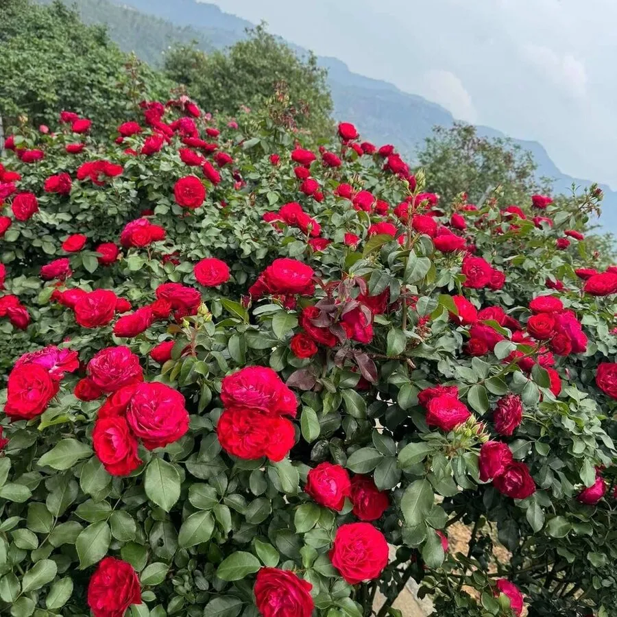 Hồng cổ Sapa màu đỏ sen đậm đà với những lớp cánh hoa xếp chồng đẹp mắt