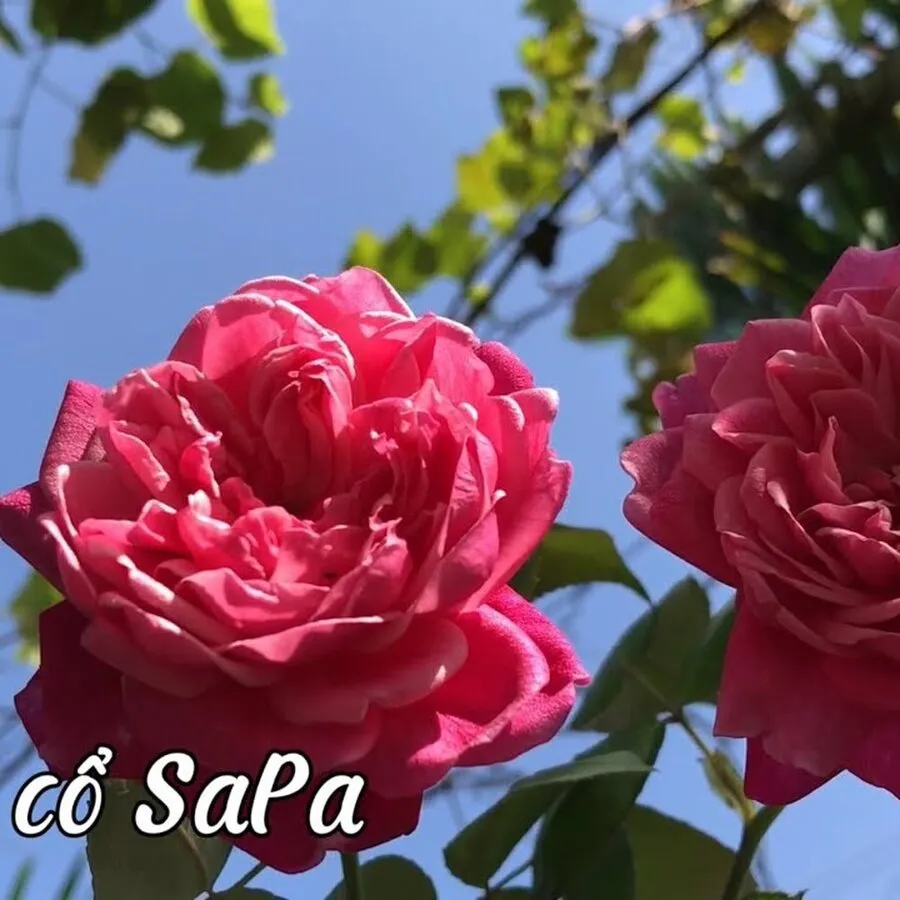 Hồng cổ SaPa khoe sắc lung linh trong vườn mang lại cảm giác bình yên