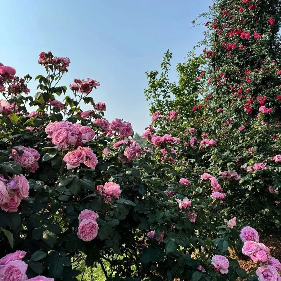 Vườn hồng cổ Sa Pa đỏ và hồng xen kẽ tạo nên một bức tranh thiên nhiên tuyệt mỹ