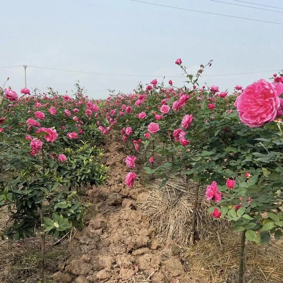 Chăm sóc hồng cổ Sapa định kỳ là chìa khóa để duy trì vẻ đẹp trường tồn của cây