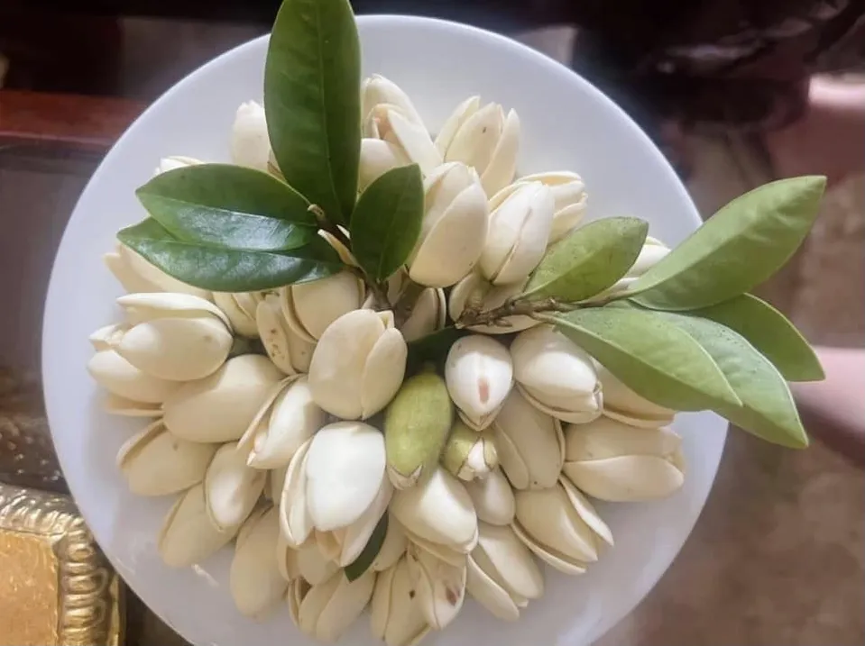 Vẻ đẹp thanh khiết của hoa lan tiêu mang ý nghĩa phong thủy tốt lành