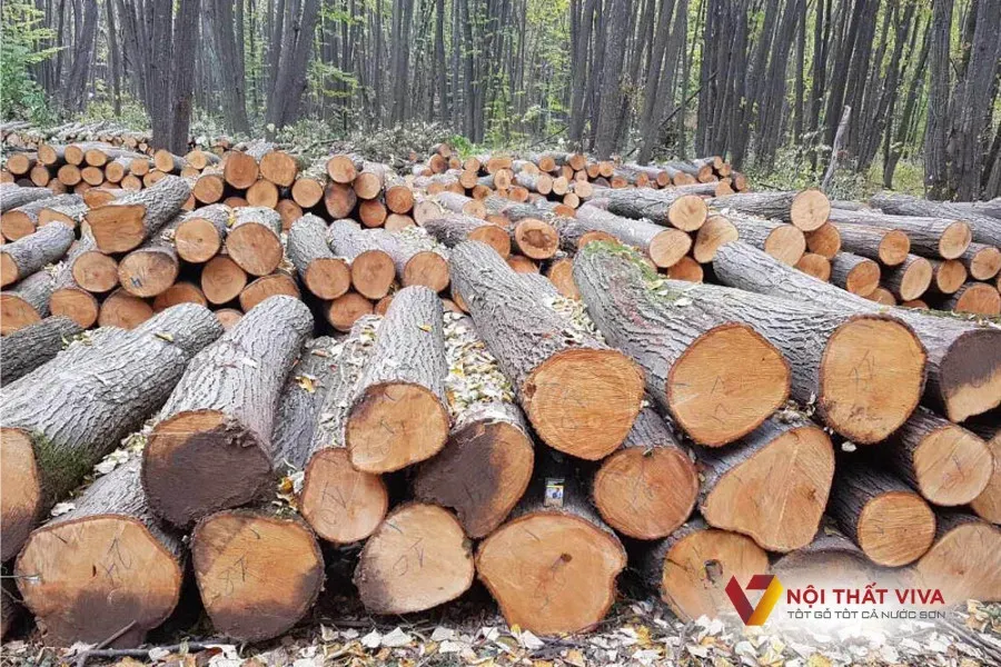 Gỗ tự nhiên có liên kết rất chắc chắn, màu sắc vân gỗ đẹp