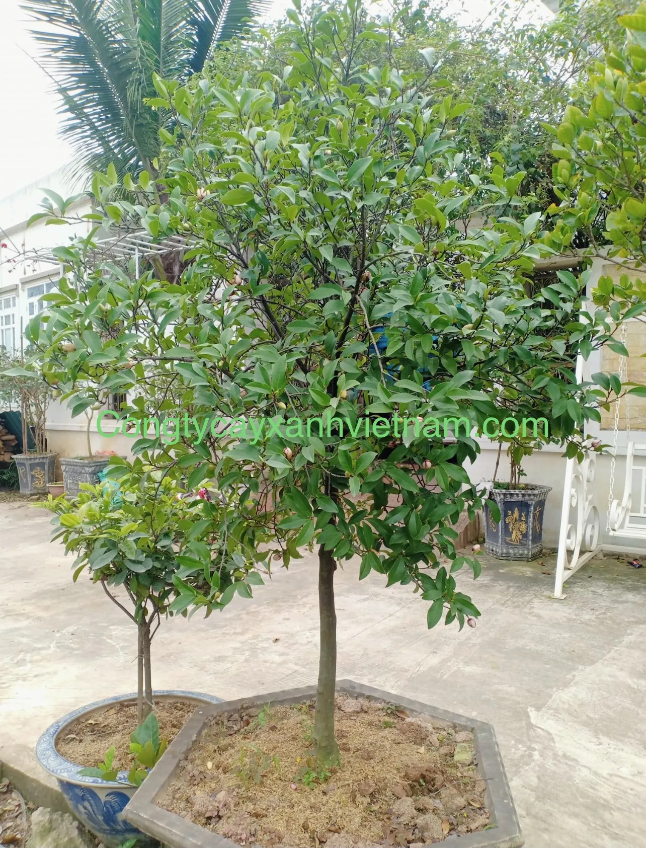 Mẫu cây hoa lan tiêu thân gỗ dáng một thân tán tròn cực đẹp