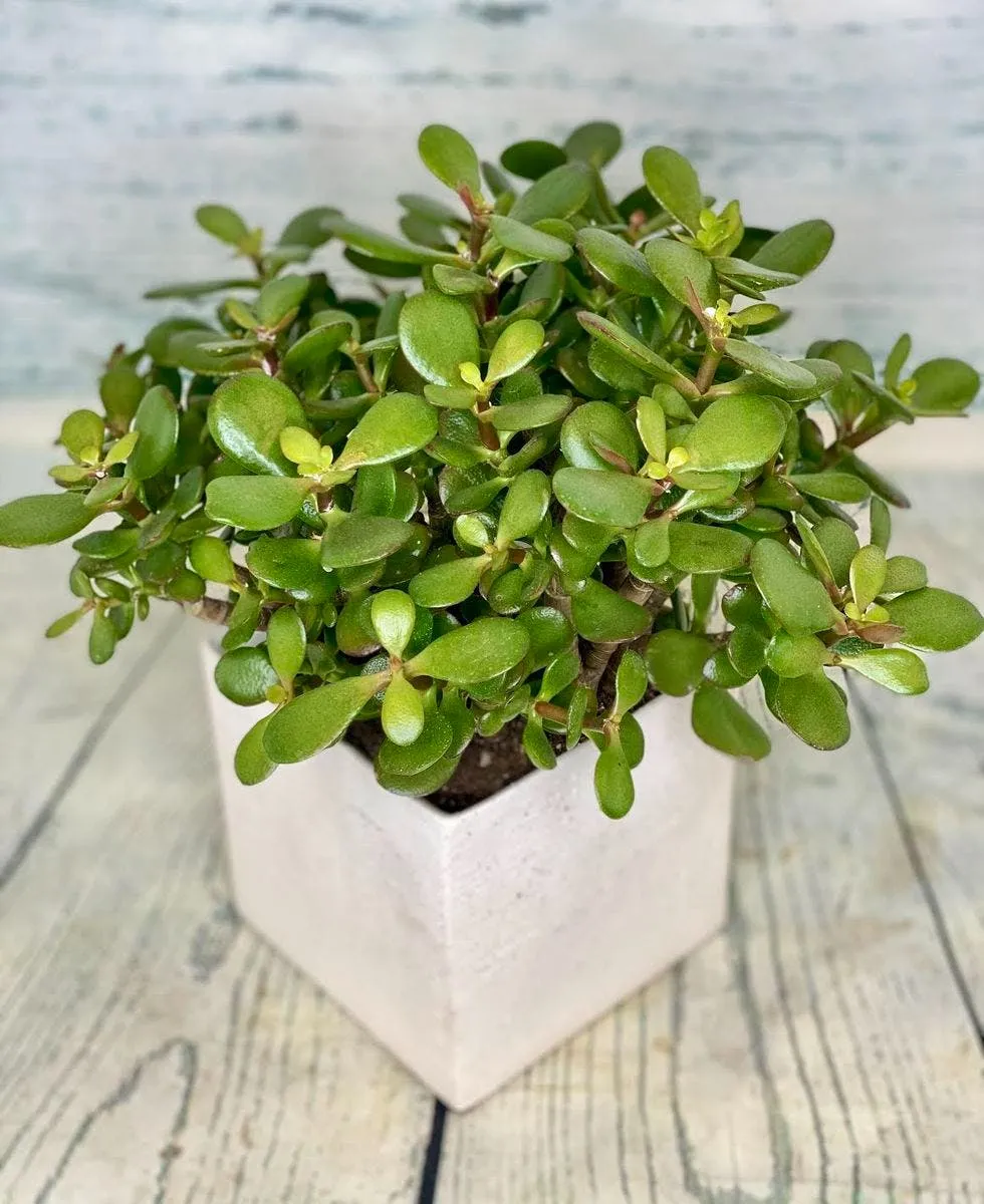 Cây Ngọc Bích hợp mệnh mộc