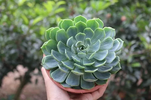 Cây Sen Đá hợp mệnh mộc