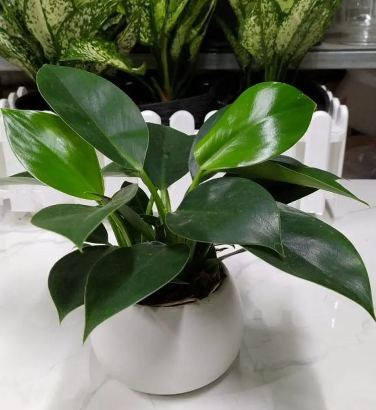 Cây Đế Vương hợp mệnh mộc