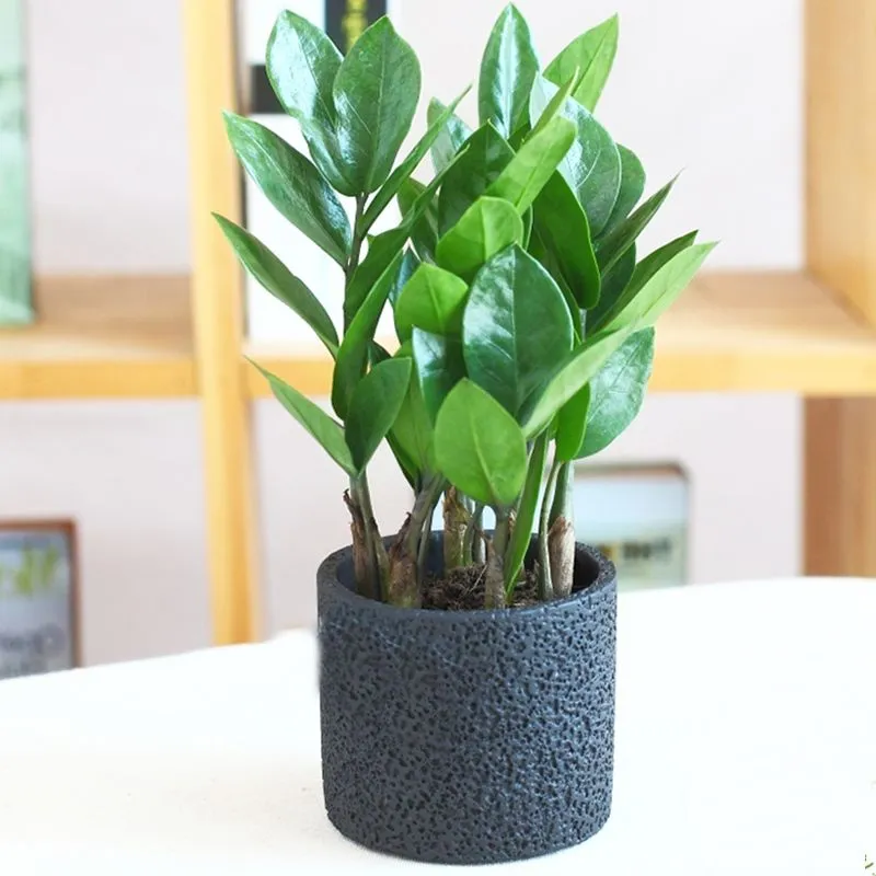 Cây Kim Tiền chiêu tài lộc