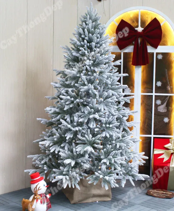 Cây thông phủ tuyết