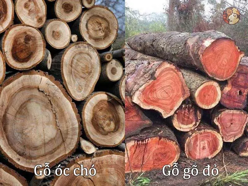 Gỗ óc chó và gỗ gõ đỏ Nam Phi