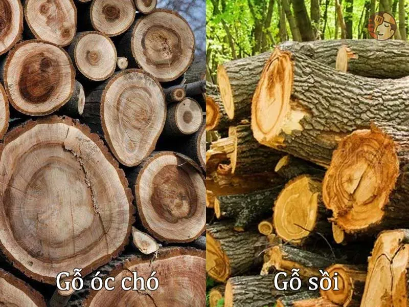So sánh vân gỗ óc chó và gỗ sồi trắng