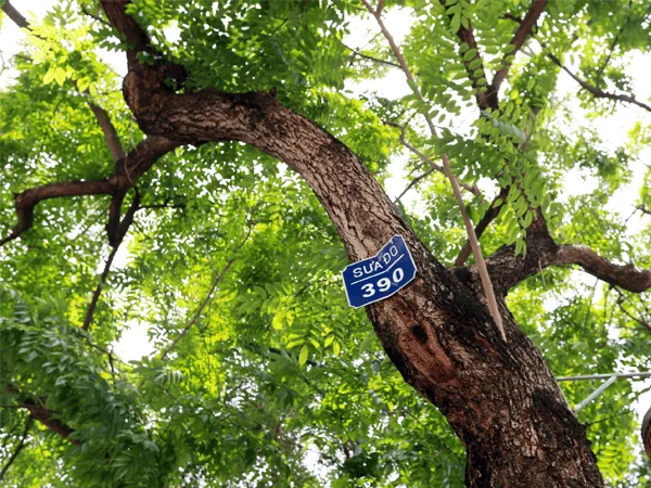 Cây sưa đỏ là giống cây lấy gỗ quý hiếm mang lại lợi nhuận khổng lồ cho người trồng