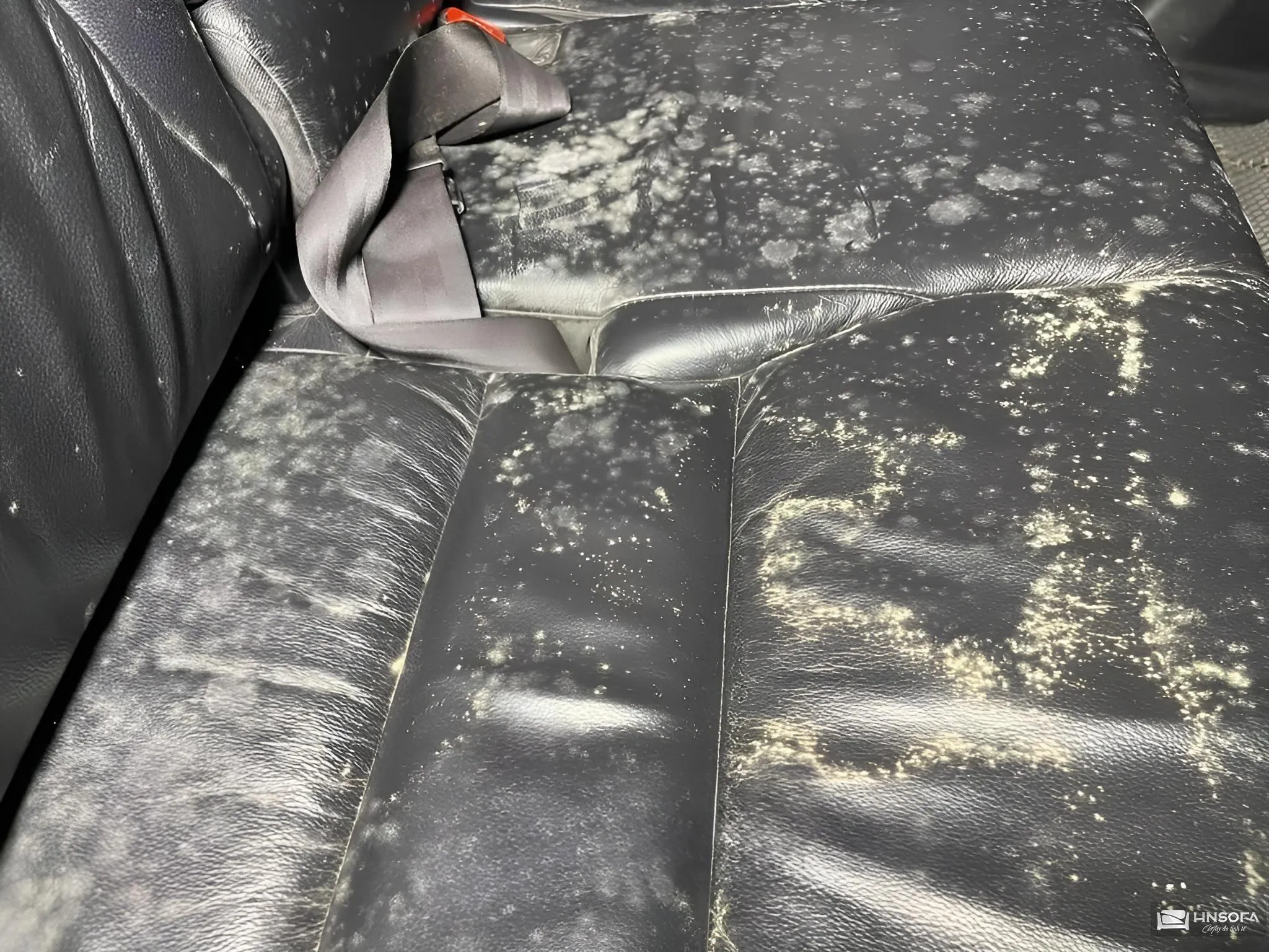 Tác hại của mốc trên ghế sofa da đối với sức khỏe gia đình