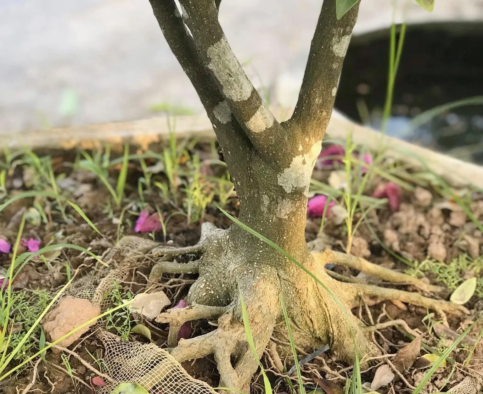 Đặc điểm thân gỗ rắn chắc của cây hoa lan tiêu thân gỗ lâu năm