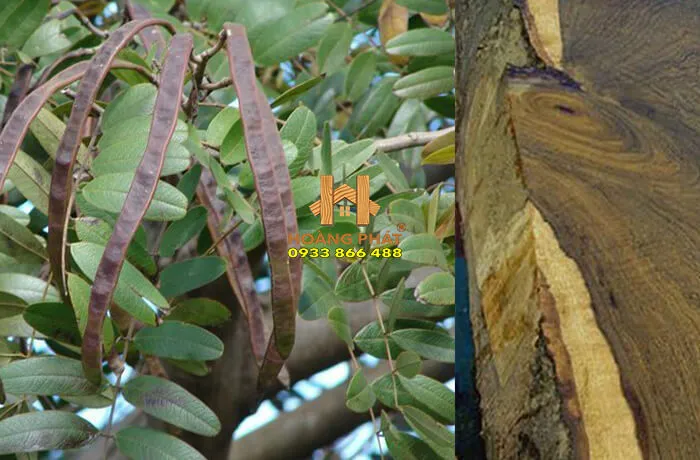 Hạt và thân cây gỗ Chiu Liu