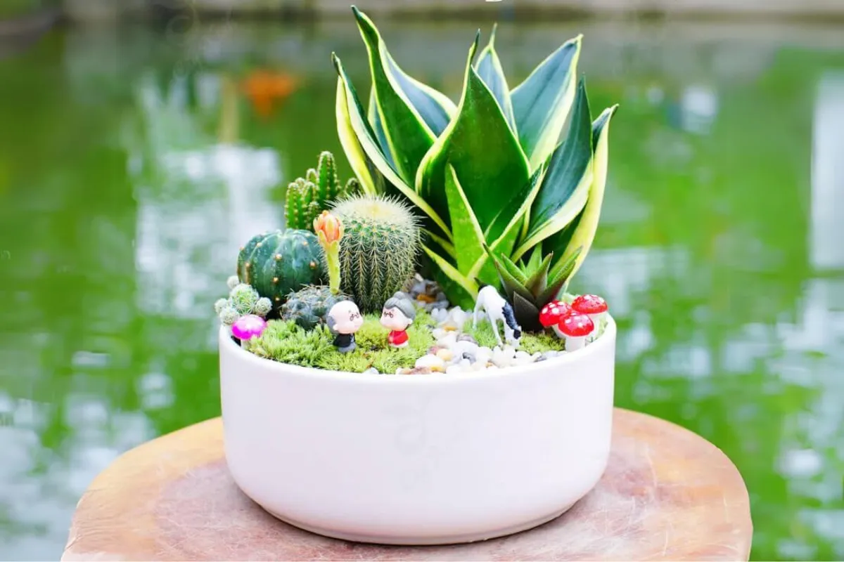 Tiểu cảnh cây lưỡi hổ mix xương rồng mang may mắn, hạnh phúc và tài lộc