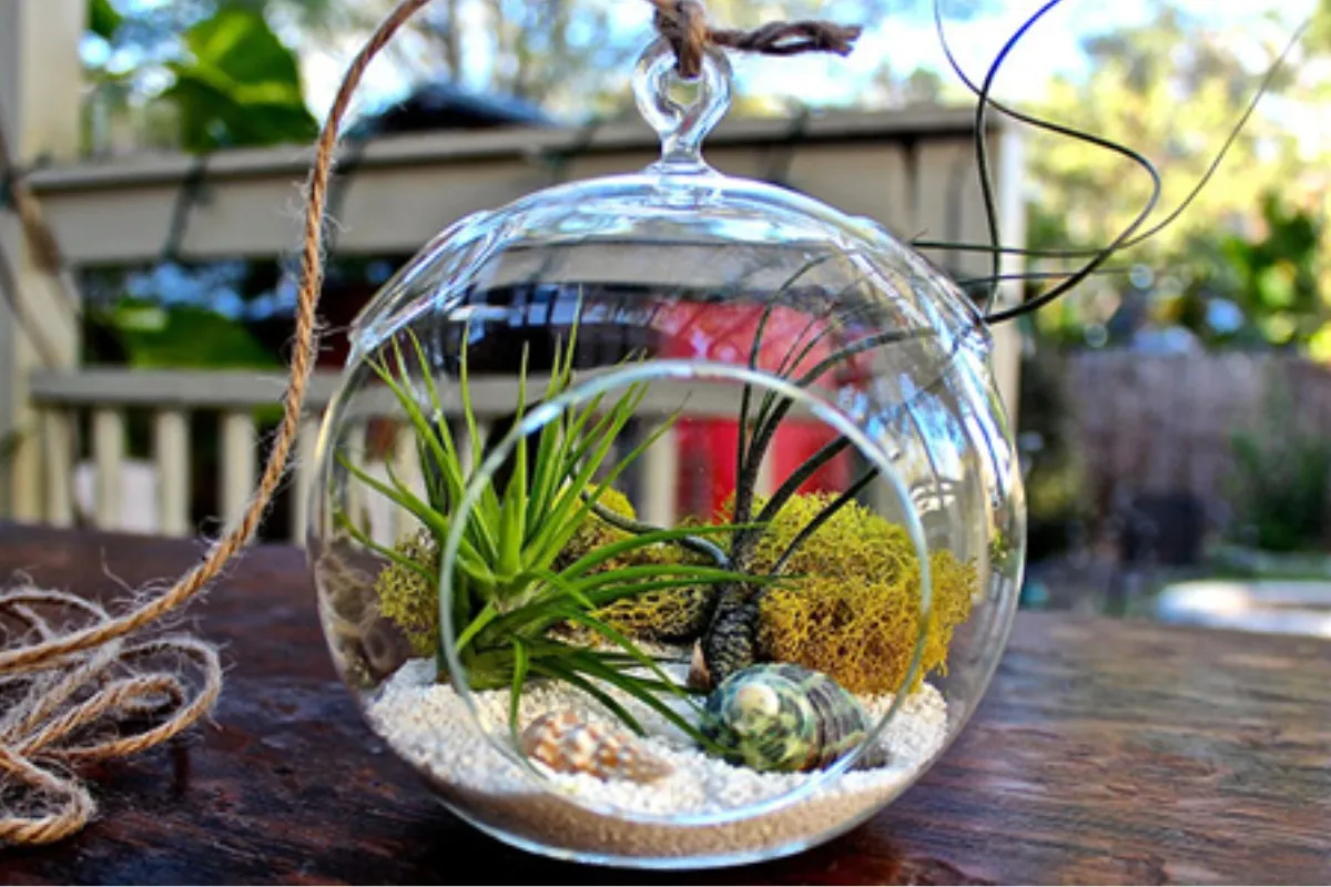 Tiểu cảnh terrarium như một hệ sinh thái thu nhỏ trong hộp kính vô cùng đẹp mắt