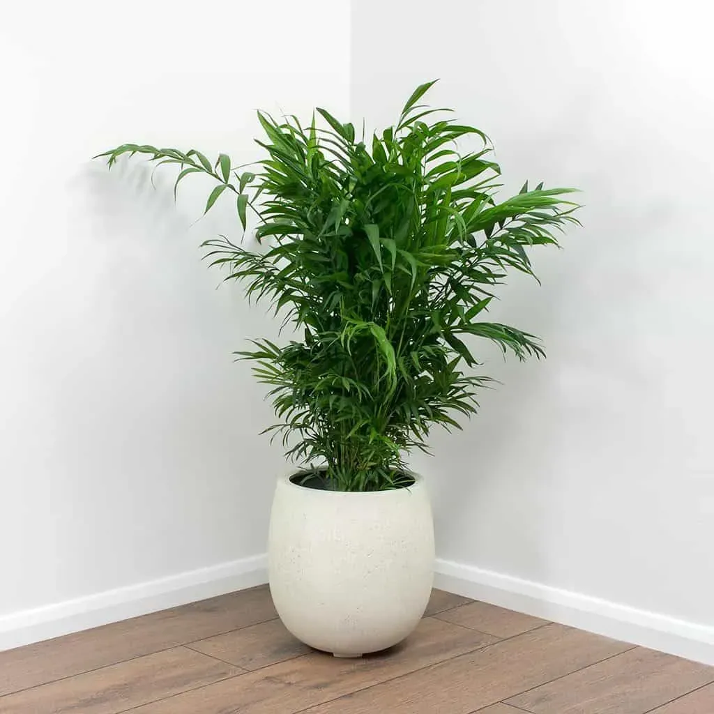 Cau tiểu trâm là một loại cây cảnh nhỏ gọn, dễ chăm sóc