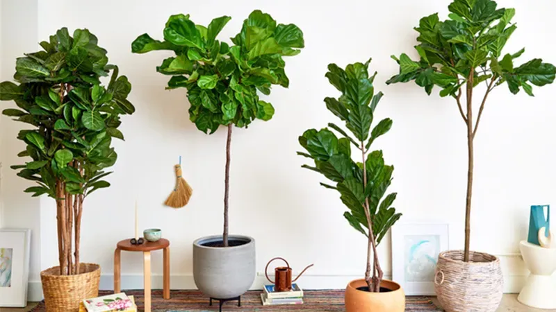 Cây bàng Sinpagore với nhiều kiểu dáng khác nhau