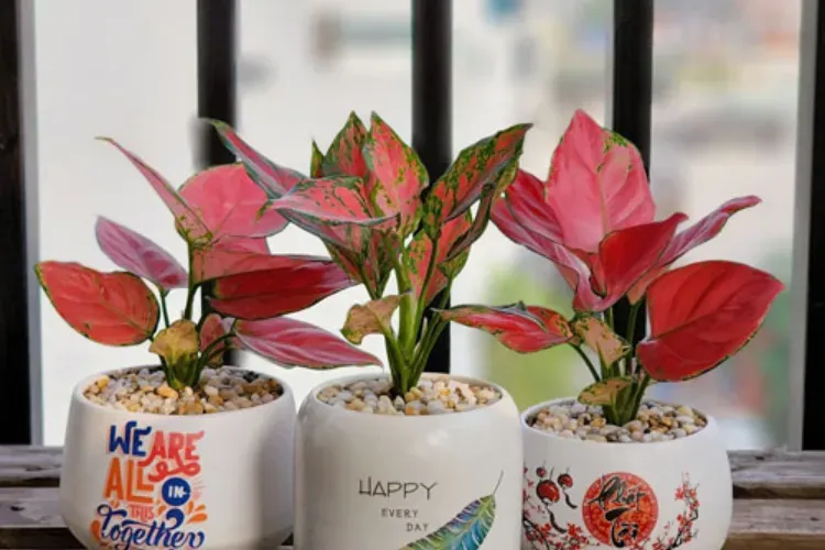 Cây vạn lộc là một trong những loại cây cảnh trong nhà được yêu thích