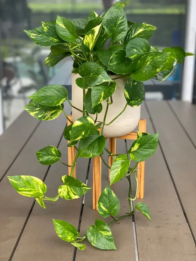 Cây trầu bà là loại cây cảnh dễ trồng, hỗ trợ lọc không khí trong nhà