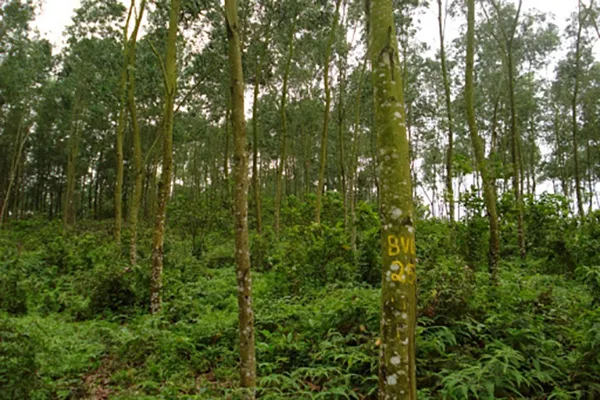 Rừng cây keo lá tràm được trồng phổ biến để cung cấp nguyên liệu gỗ công nghiệp