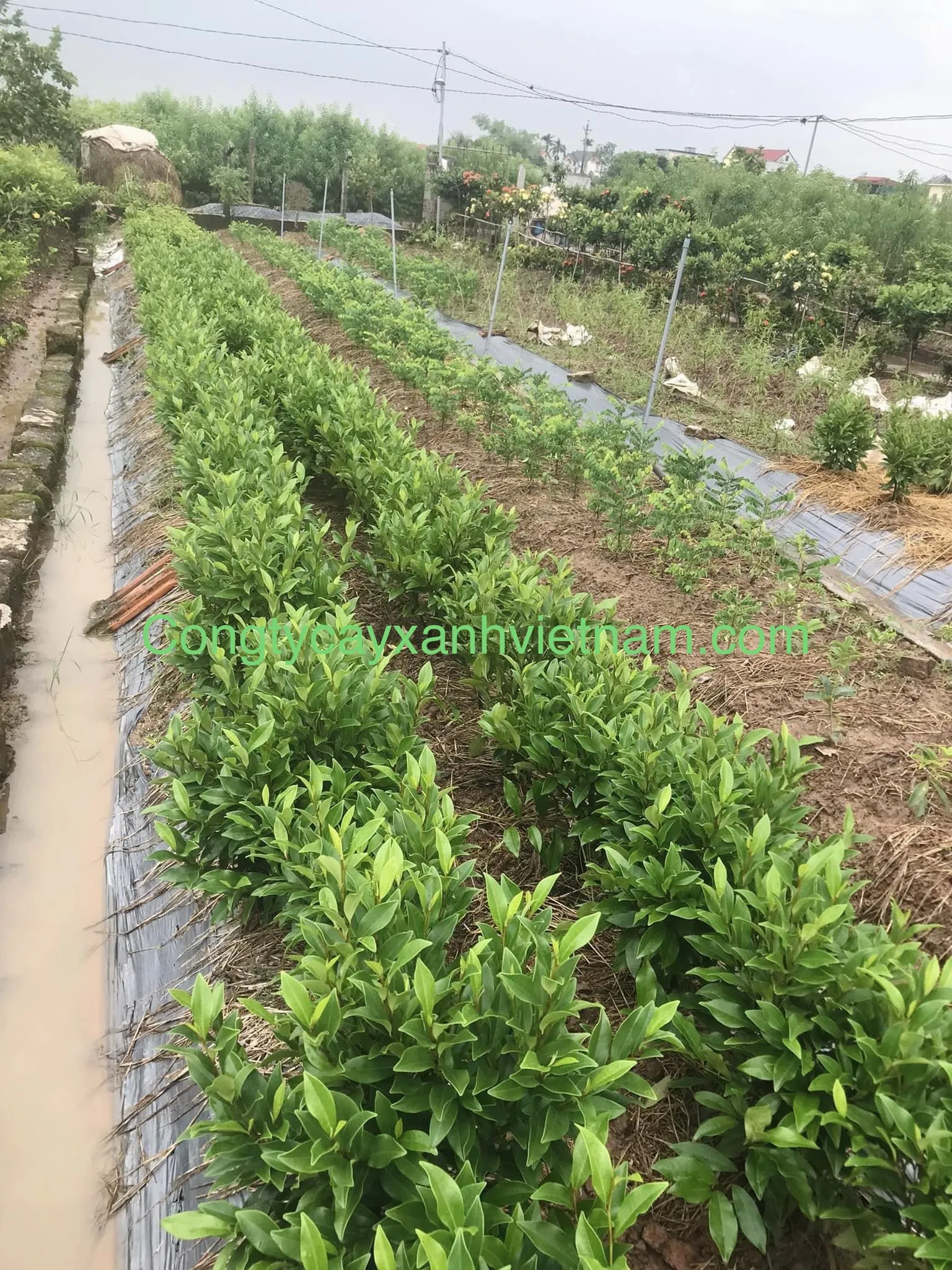 Vườn ươm cung cấp giống cây hoa lan tiêu thân gỗ chất lượng cao