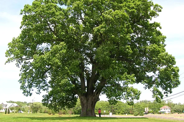 Gỗ gụ cổ thụ là nguồn nguyên liệu quý cho các sản phẩm mỹ nghệ và đồ gỗ truyền thống