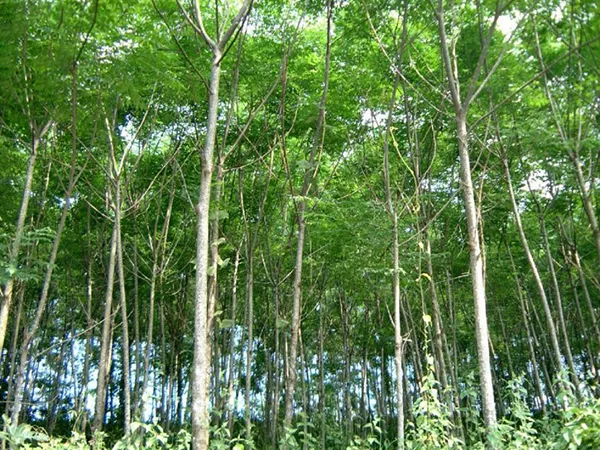 Cây xoan đào cung cấp nguồn nguyên liệu dồi dào cho ngành sản xuất nội thất gia đình