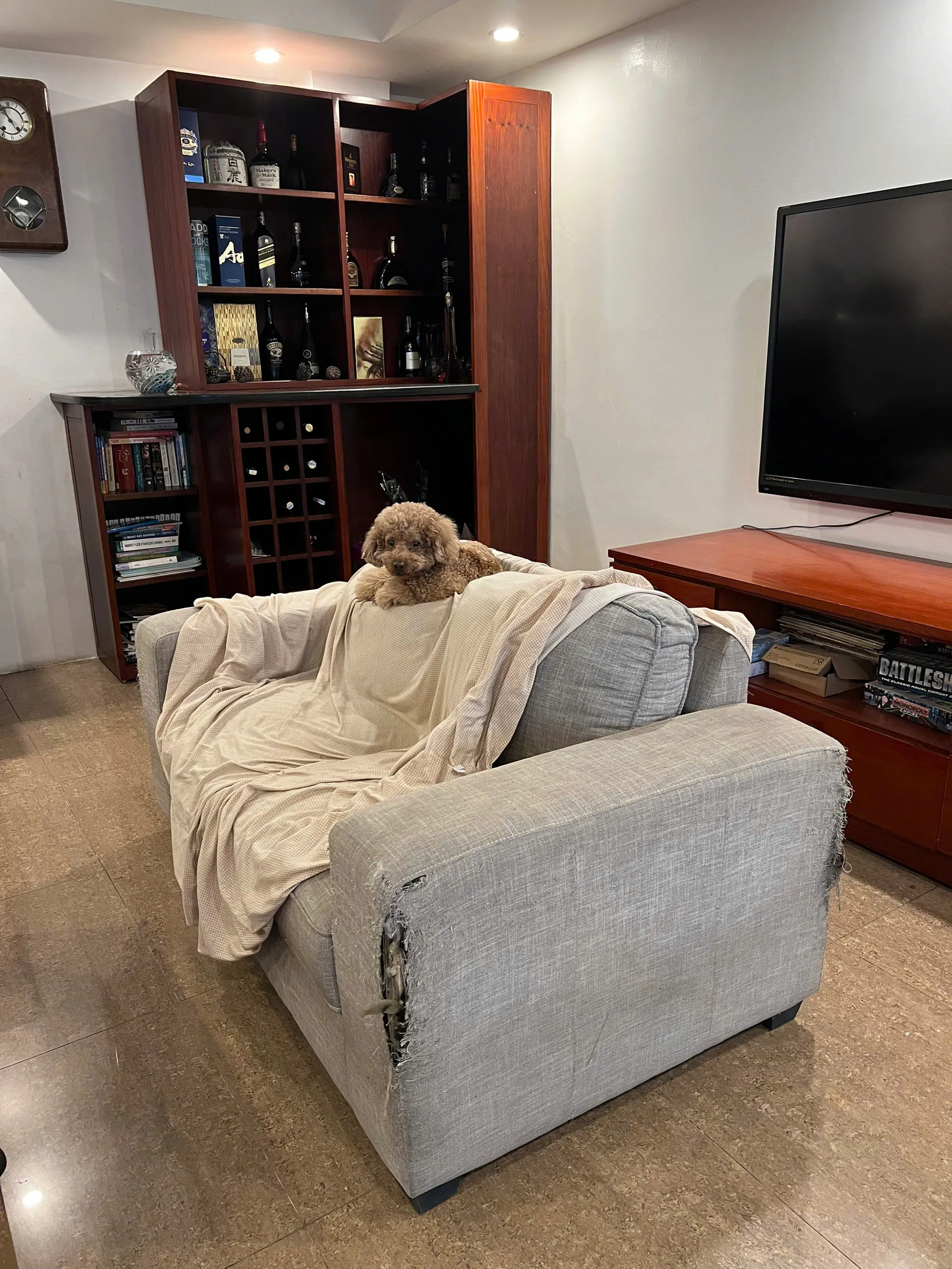 Gia đình nuôi chó mèo gây rách xước ghế sofa